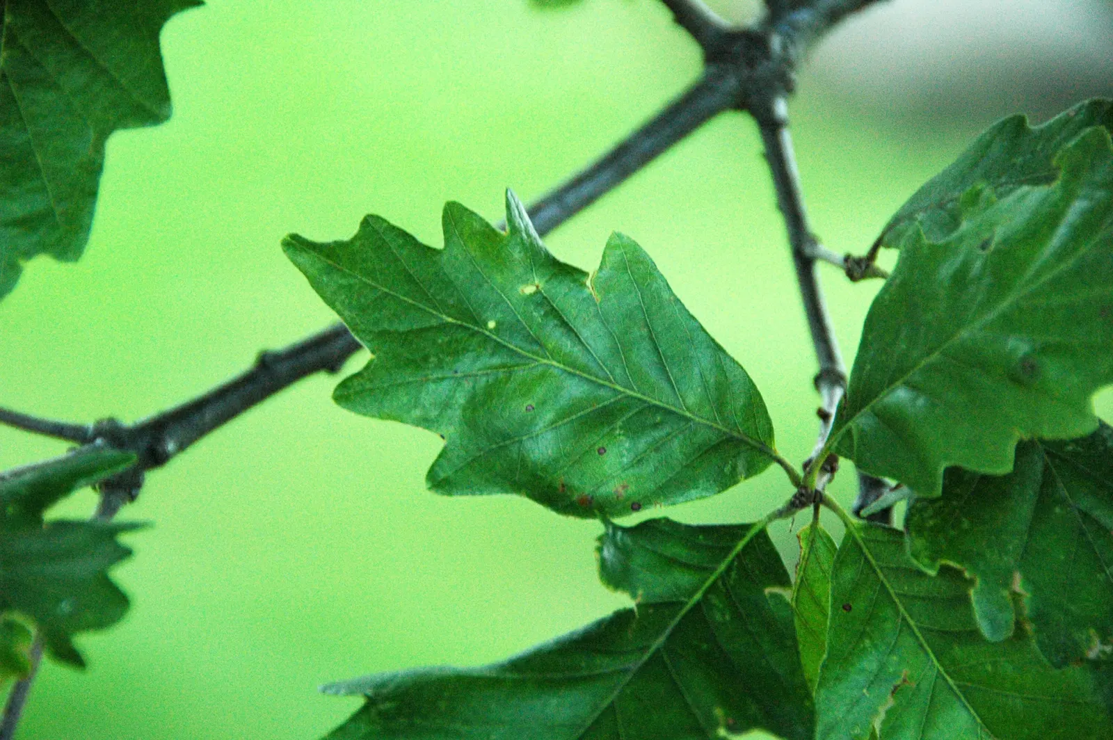 Swamp White Oak (Quercus Bicolor) — Quercus bicolor has a notable tolerance for wet conditions
