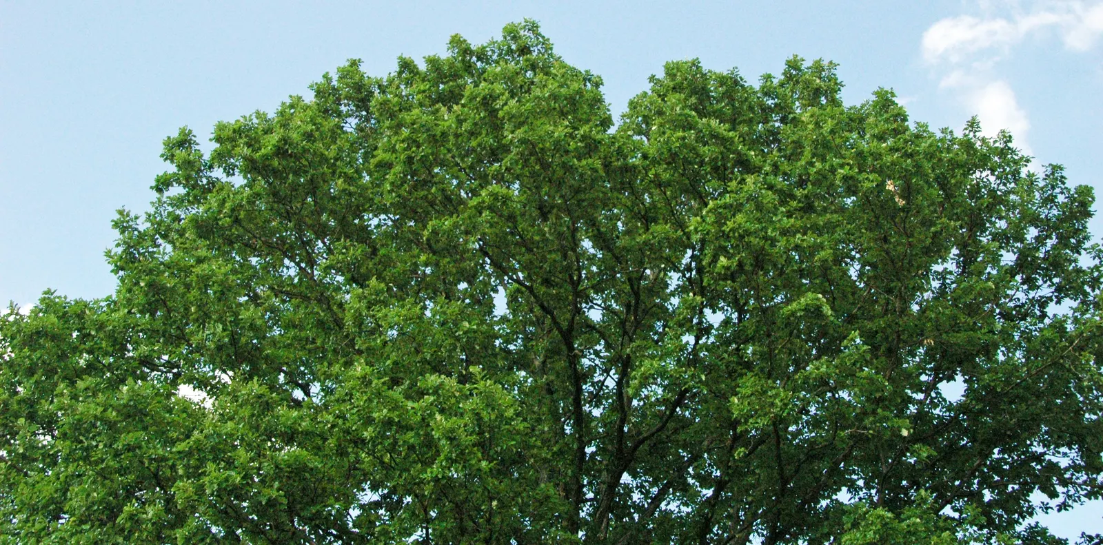 Swamp White Oak (Quercus Bicolor) — requiring minimal maintenance once established