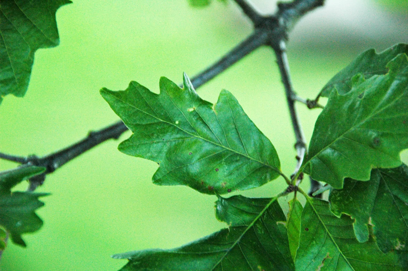 Swamp White Oak (Quercus Bicolor) — green and multi-colored and yellow flowers in the garden