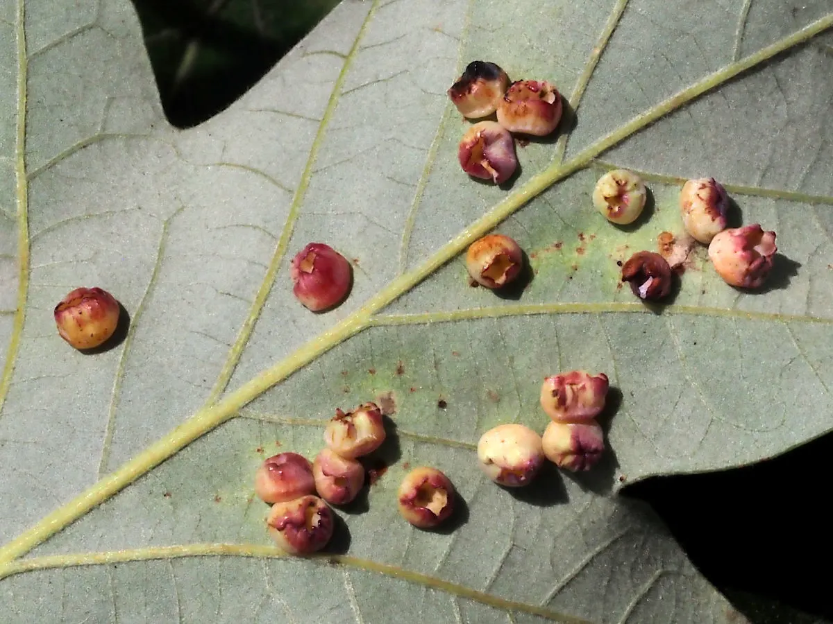 Swamp White Oak (Quercus Bicolor) — Thriving in zones 4-8, it prefers wet, poorly-drained soils, making it ideal for naturalized areas; spanning 4, image 52