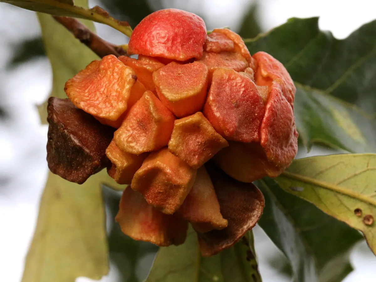 Swamp White Oak (Quercus Bicolor) — with ideal growth in USDA Hardiness Zones 4 through 8.<br><br>For the client; green and multi-colored and yellow flowers in