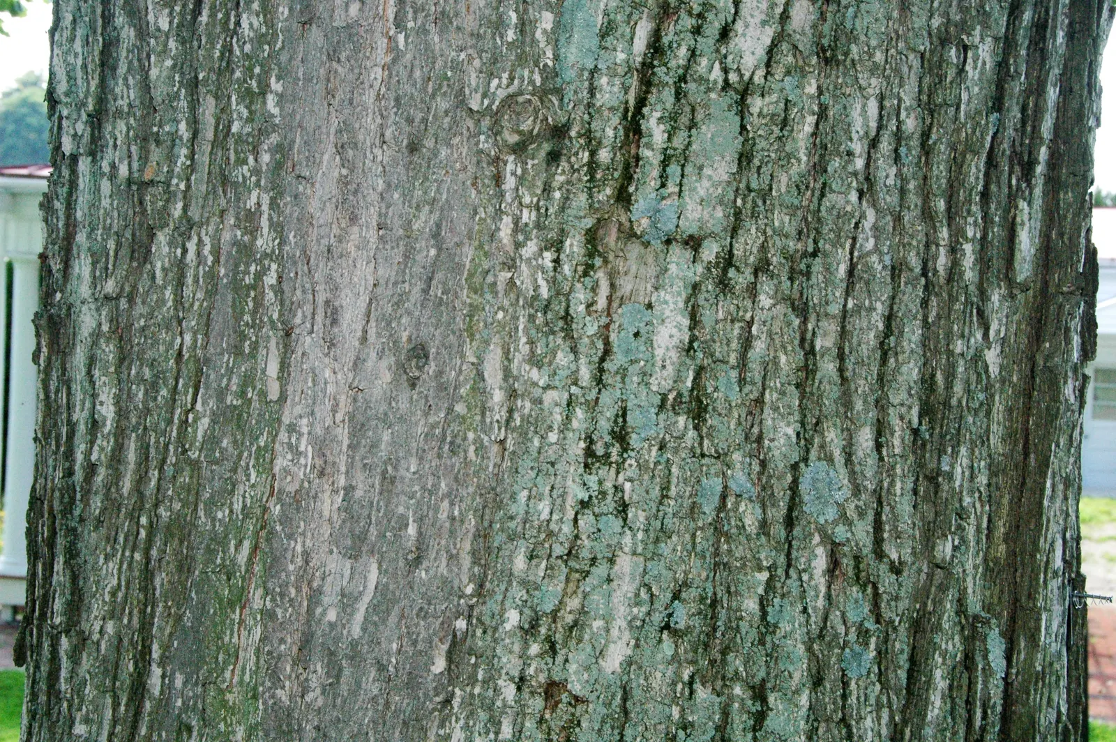 Swamp White Oak (Quercus Bicolor) — It thrives in full sun to partial shade