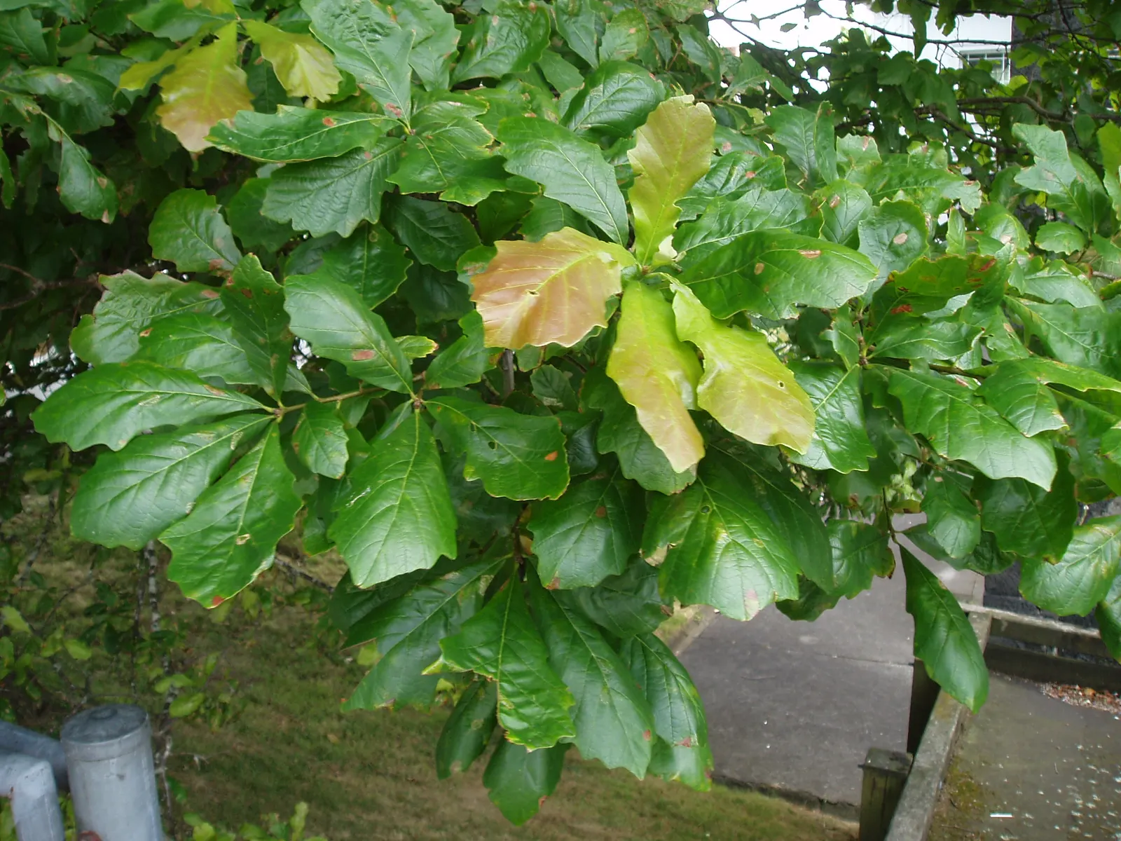 Swamp White Oak (Quercus Bicolor) — Its leaves are bright green above and white underneath