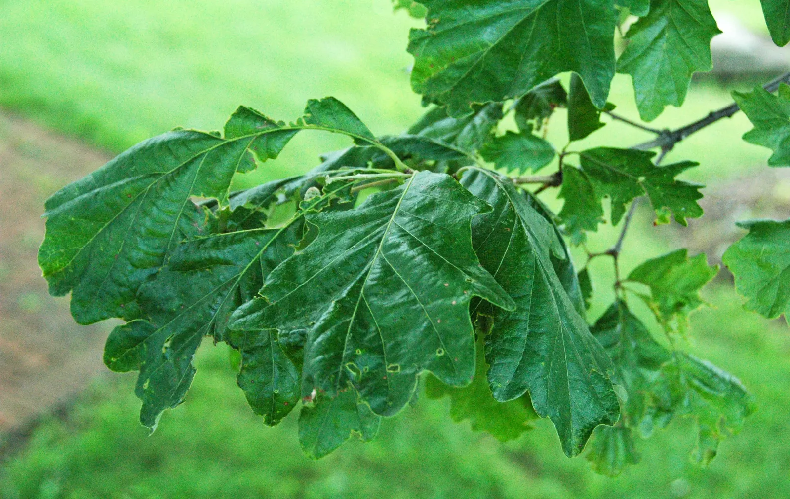 Swamp White Oak (Quercus Bicolor) — green and multi-colored and yellow flowers in the garden; is a deciduous tree renowned for its hardiness