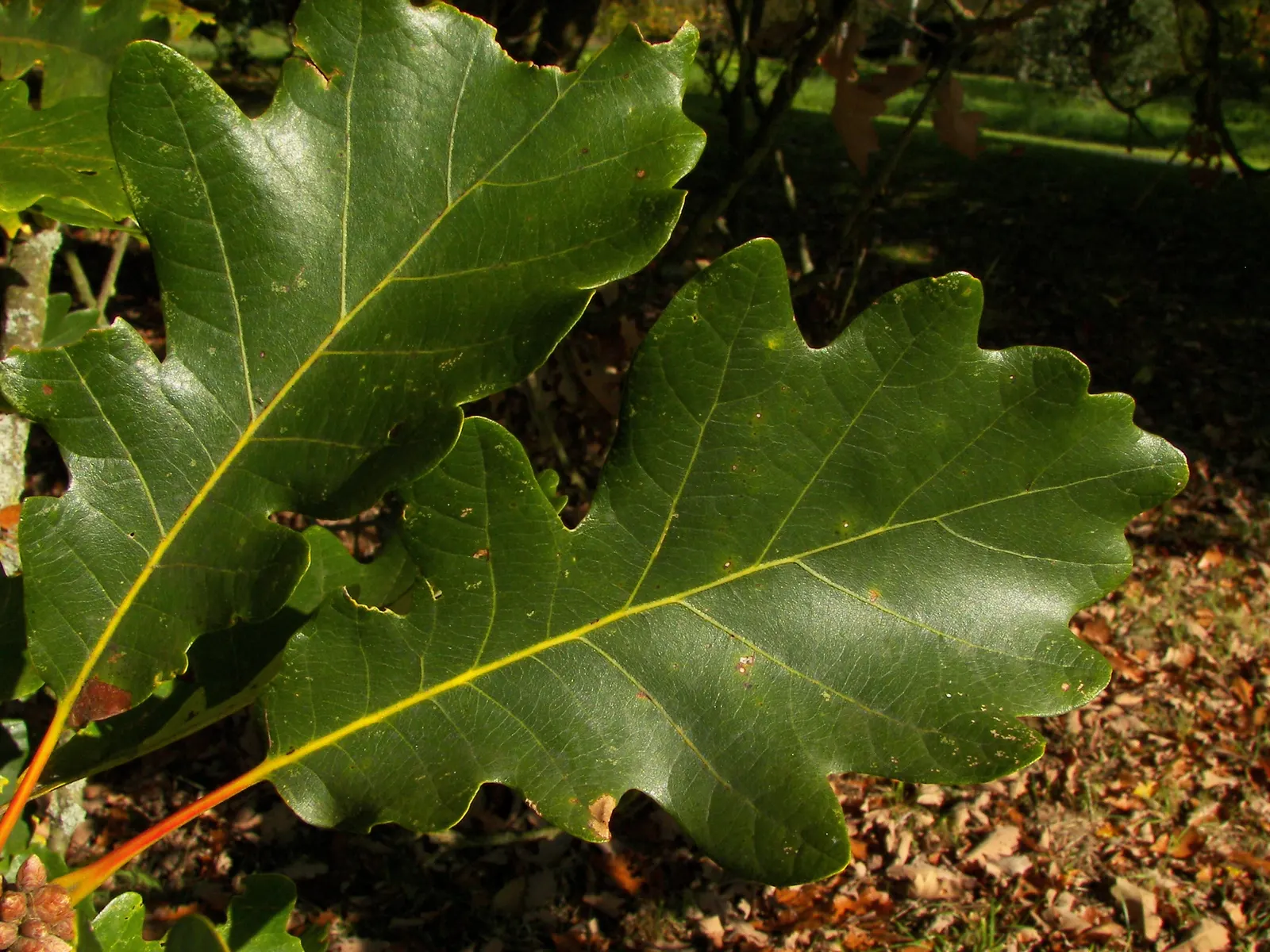 Swamp White Oak (Quercus Bicolor) — versatile addition to any landscape that will provide lasting beauty and ecological benefits; is a majestic deciduous tree