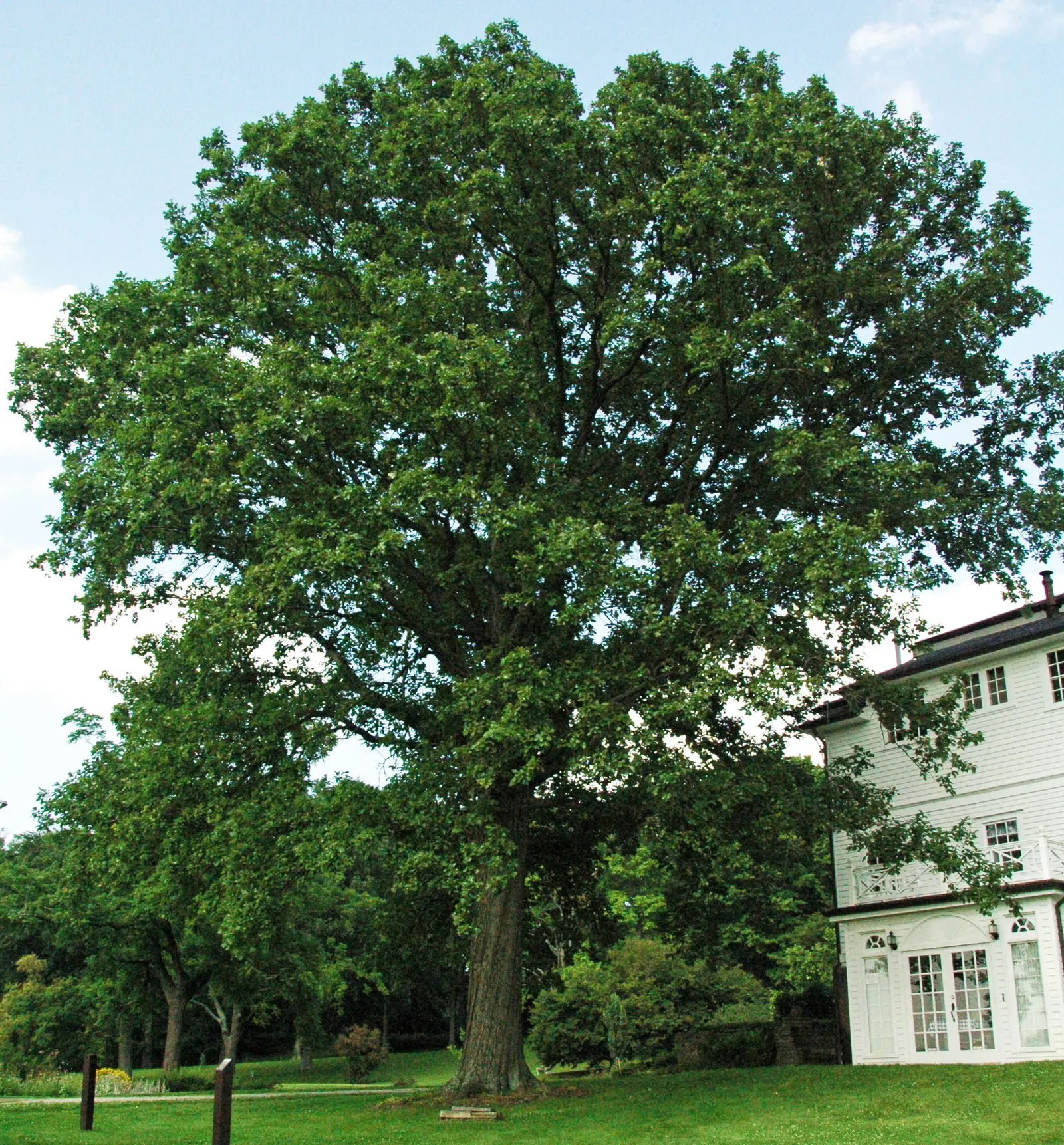 Swamp White Oak (Quercus Bicolor) — spanning 4 to 7 inches long; tree with green and multi-colored and yellow blooms