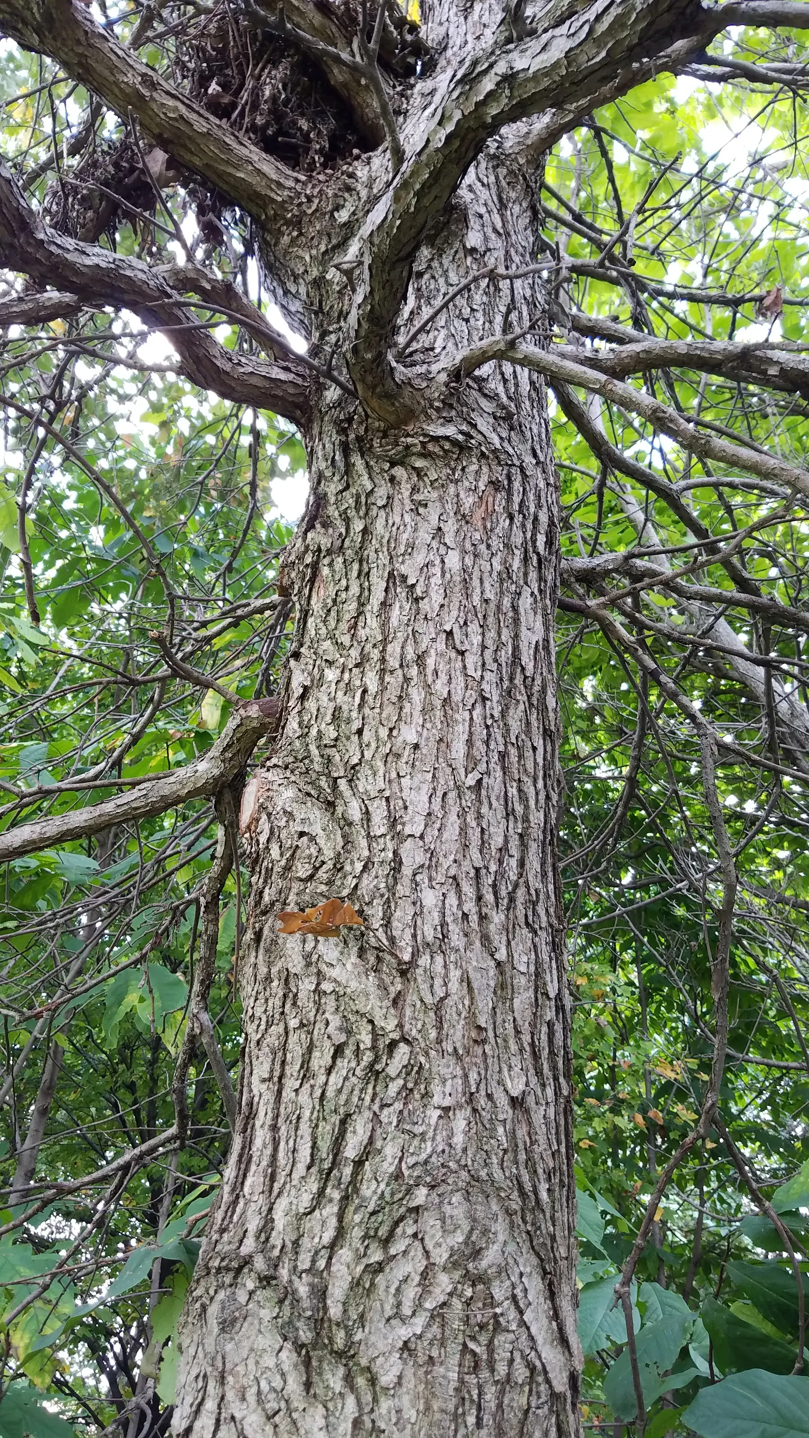 Swamp White Oak (Quercus Bicolor) — broad canopy that offers ample shade