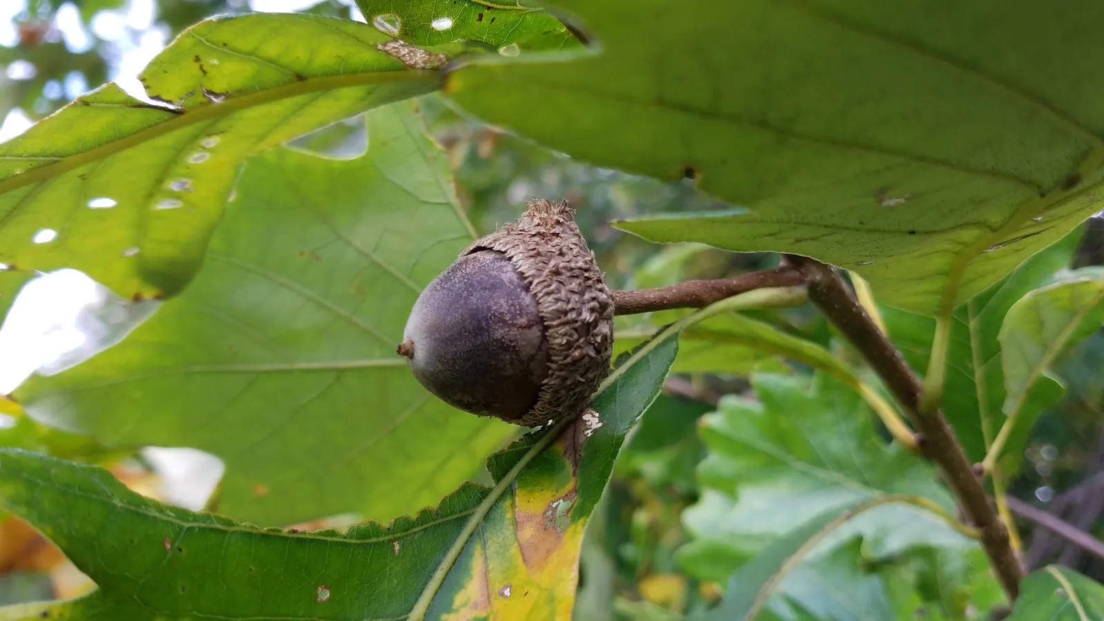 Swamp White Oak (Quercus Bicolor) — This species produces acorns that are valuable food sources for local wildlife.<br><br>Preferable for moist