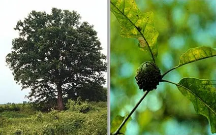 Swamp White Oak (Quercus Bicolor) — is a majestic deciduous tree reaching up to 60 feet in height with a broad; in the fall, expect a palette shift to golden
