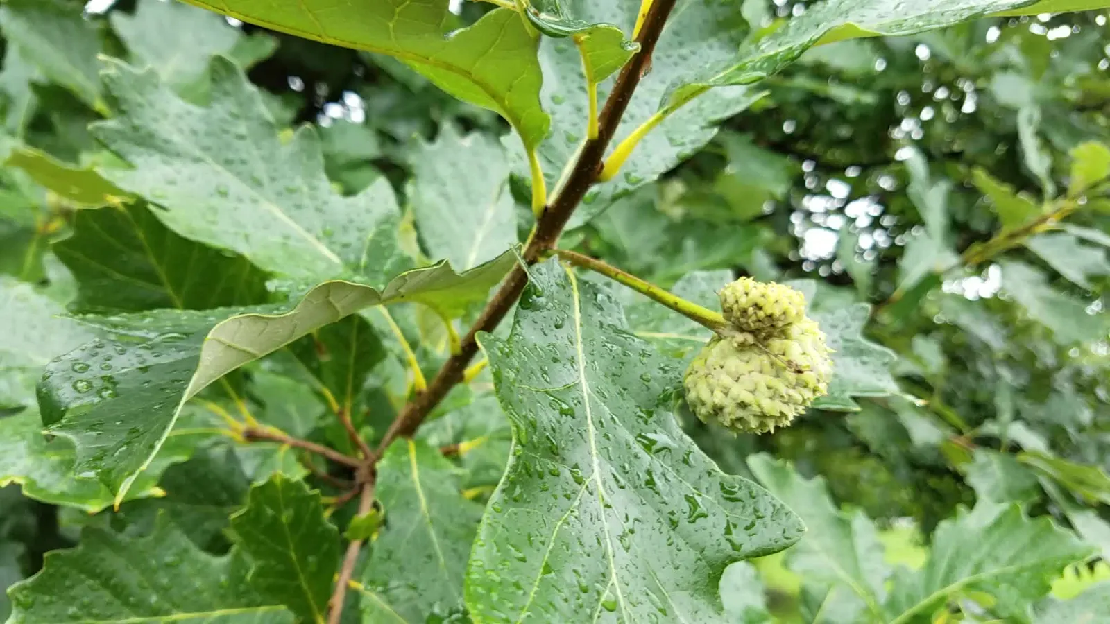 Swamp White Oak (Quercus Bicolor) — is a majestic deciduous tree reaching up to 60 feet in height with a broad; in the fall, expect a palette shift, image 51