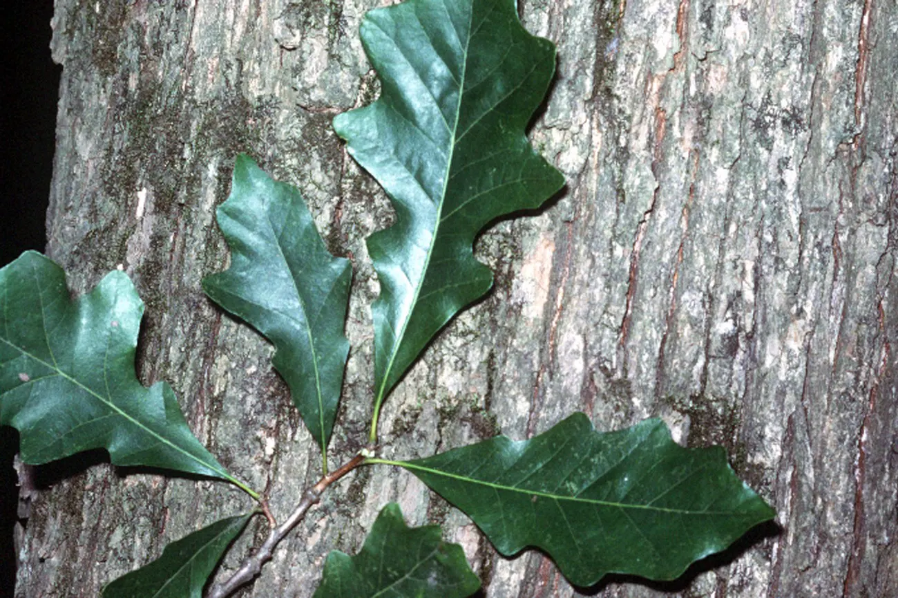 Swamp White Oak (Quercus Bicolor) — Its ability to withstand periodic flooding and its soil adaptability make it a robust
