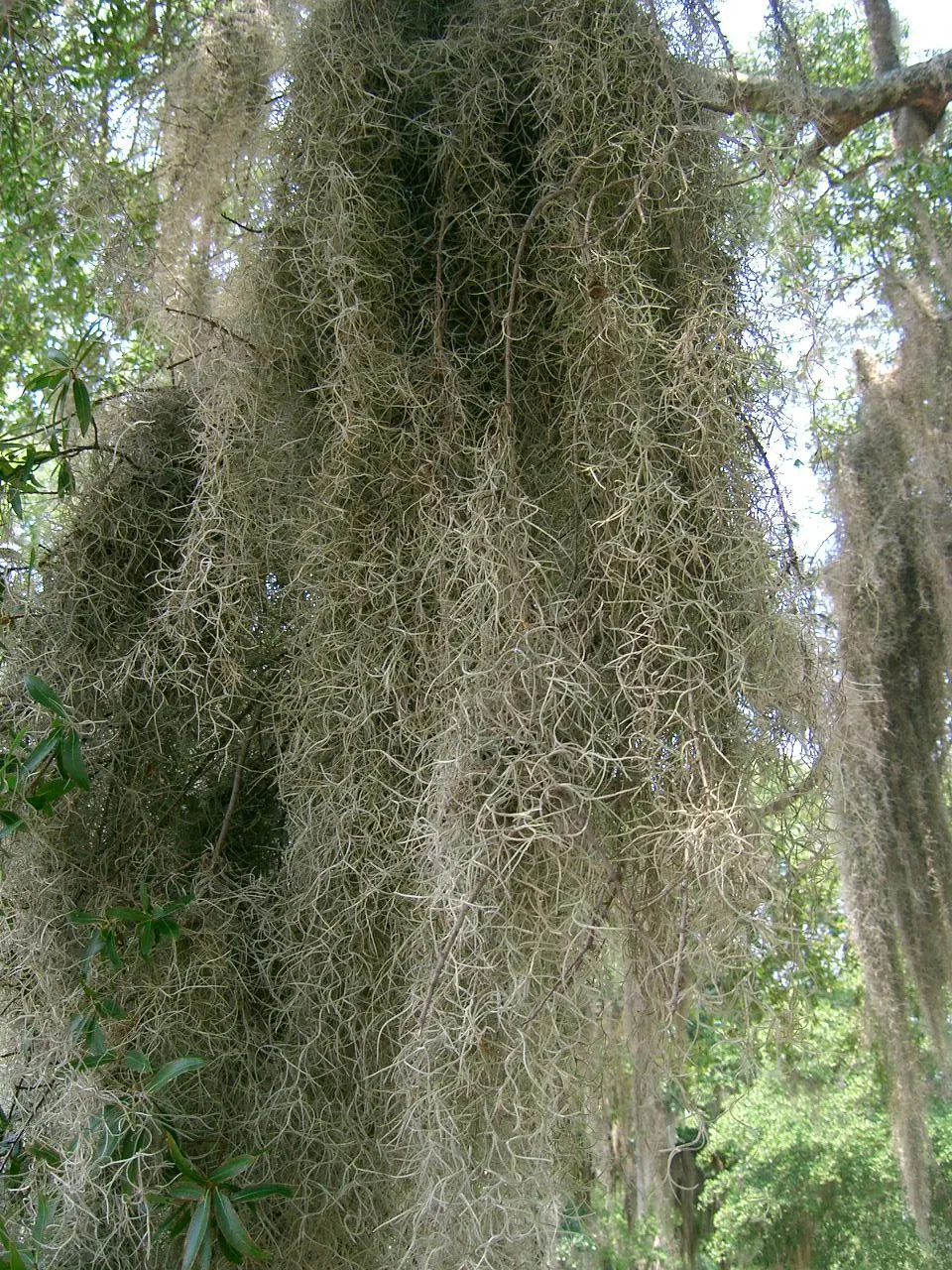 Swamp White Oak (Quercus Bicolor) — is a deciduous tree renowned for its hardiness