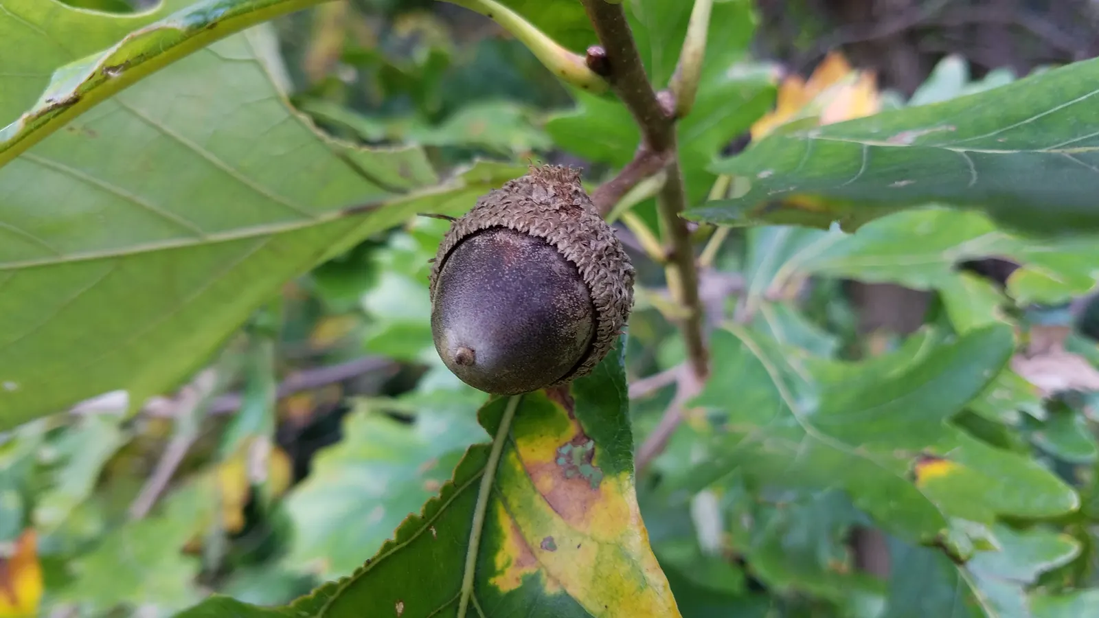 Swamp White Oak (Quercus Bicolor) — broad canopy that offers ample shade; its distinguishing bark is a mix of gray-brown with flaky, image 59