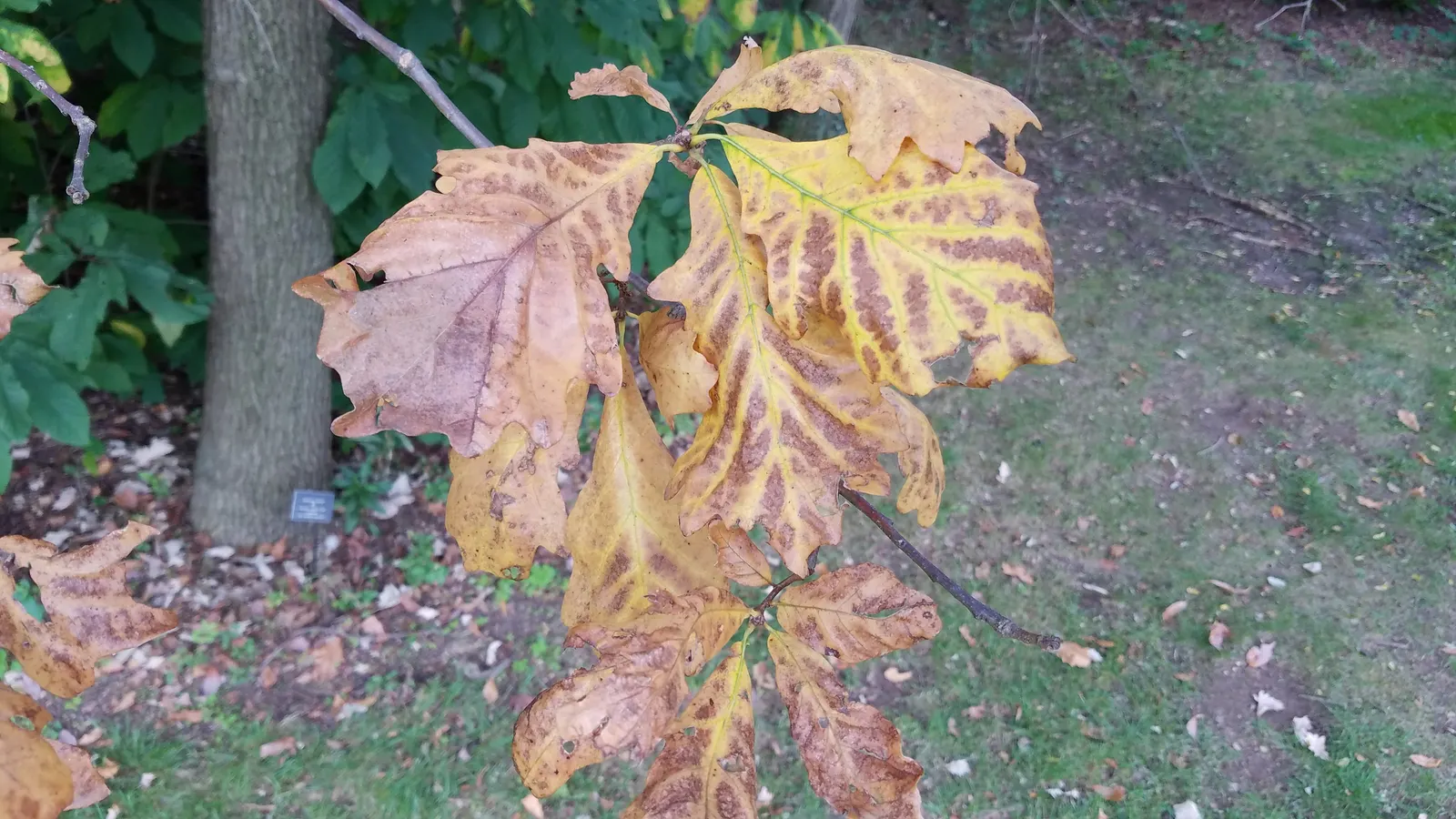 Swamp White Oak (Quercus Bicolor) — It thrives in full sun to partial shade; making it an excellent choice for low-lying areas or naturalized gardens