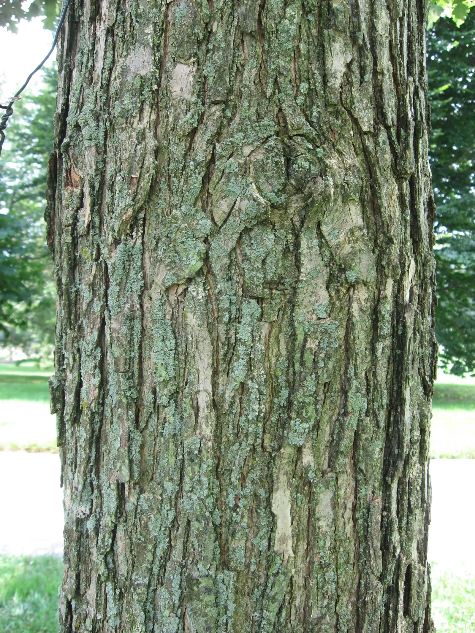 Swamp White Oak (Quercus Bicolor) — Thriving in zones 4-8, it prefers wet, poorly-drained soils, making it ideal for naturalized areas
