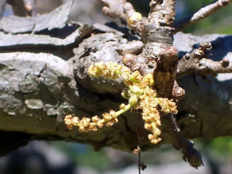 Swamp White Oak (Quercus Bicolor) — Its ability to withstand periodic flooding and its soil adaptability make it a robust; the Swamp White Oak is a long-lived