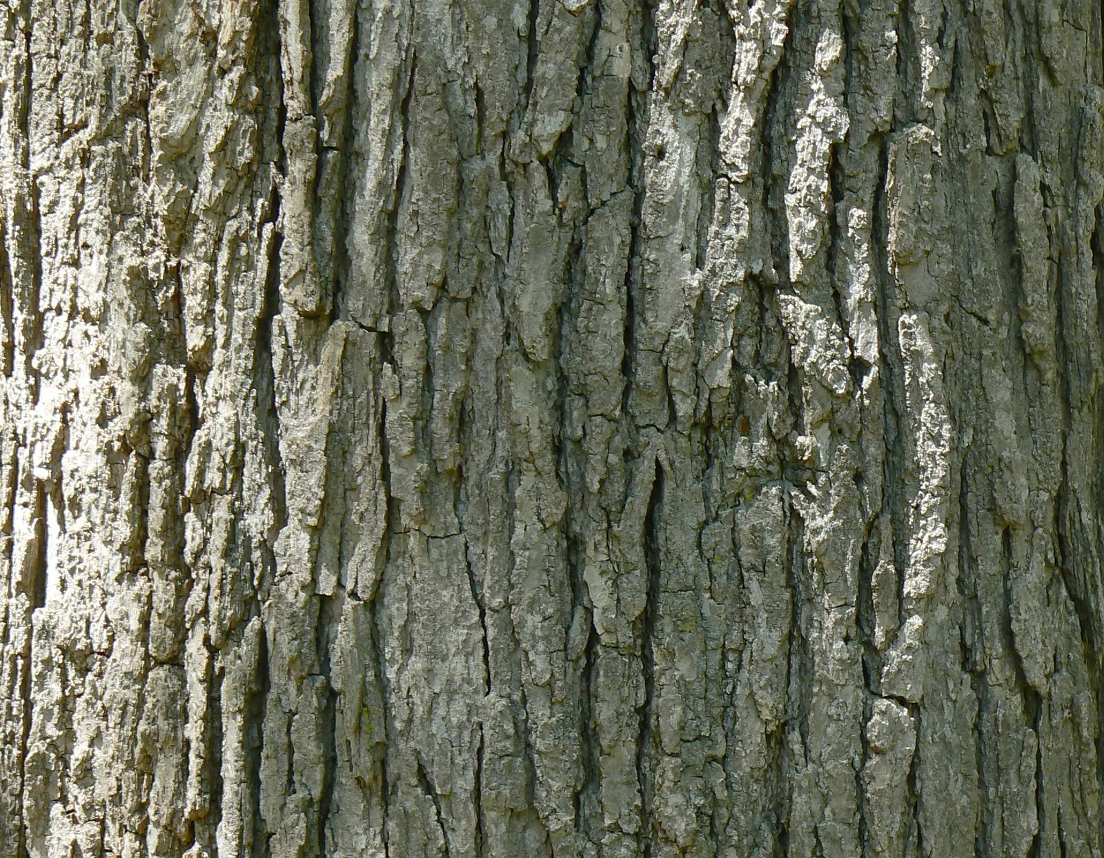Swamp White Oak (Quercus Bicolor) — This species produces acorns that are valuable food sources for local wildlife.<br><br>Preferable for moist; requiring