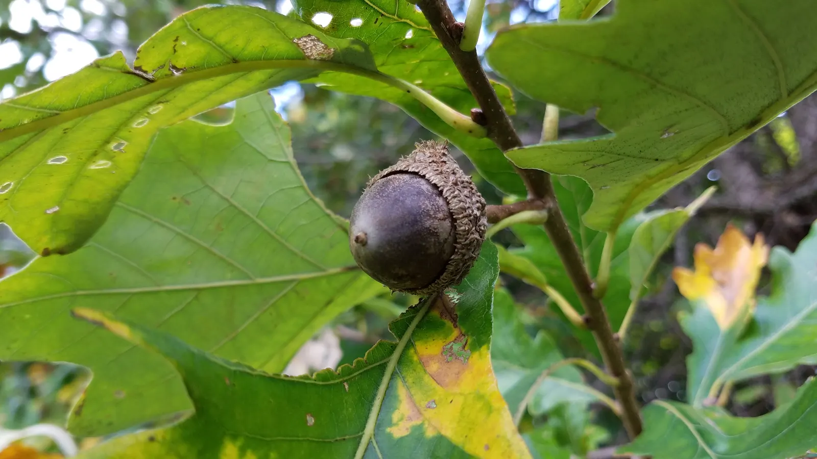 Swamp White Oak (Quercus Bicolor) — with ideal growth in USDA Hardiness Zones 4 through 8.<br><br>For the client; green and multi-colored and, image 68