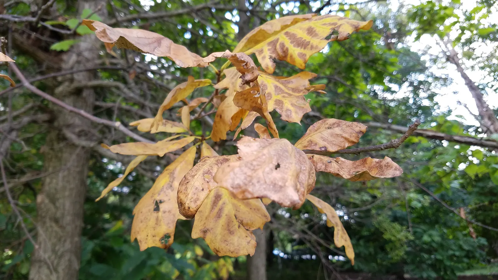 Swamp White Oak (Quercus Bicolor) — Its distinguishing bark is a mix of gray-brown with flaky; it thrives in full sun to partial shade