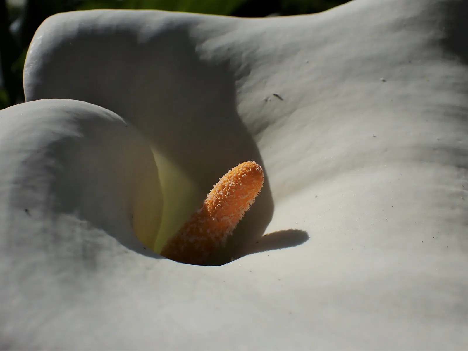 Calla Lily (Zantedeschia Aethiopica) — although hybrid varieties offer a palette ranging from yellow to pink; this graceful plant is cherished for its lush
