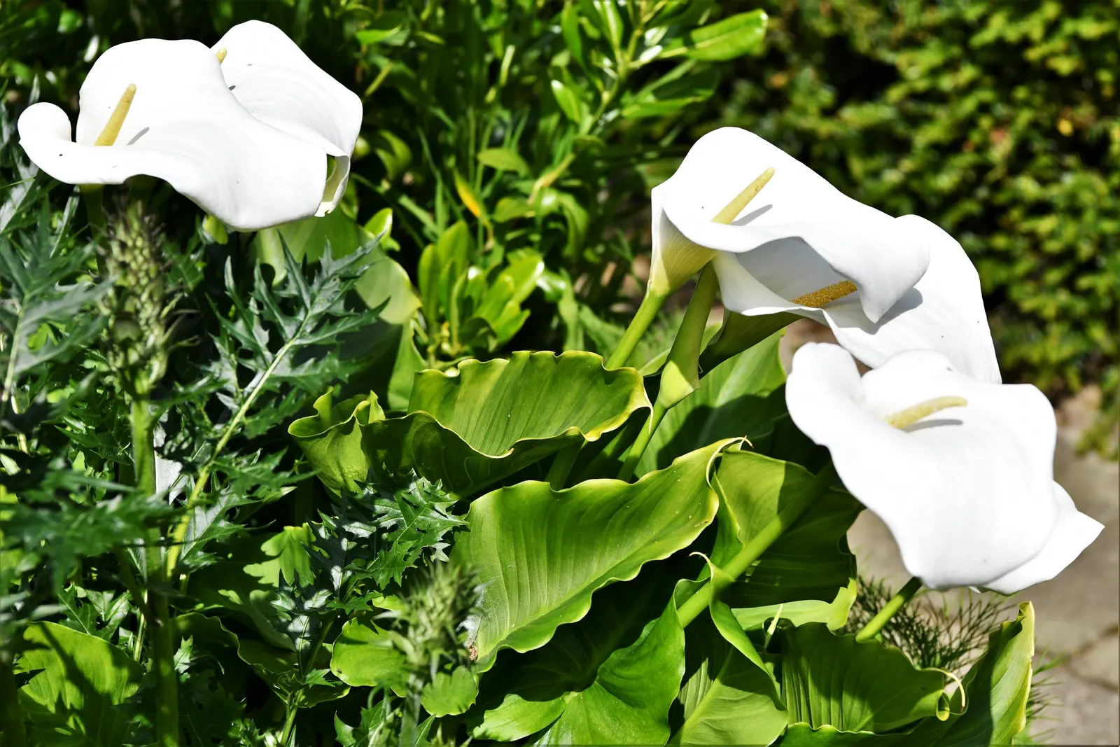 Calla Lily (Zantedeschia Aethiopica) — Note that all parts of the Calla Lily are toxic if ingested; although hybrid varieties offer a palette ranging from