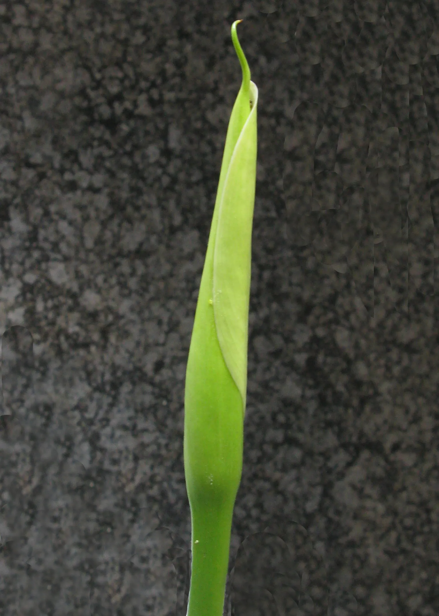 Calla Lily (Zantedeschia Aethiopica) — It prefers full sun to partial shade and consistently moist, well-drained soil, rich in organic matter, image 81