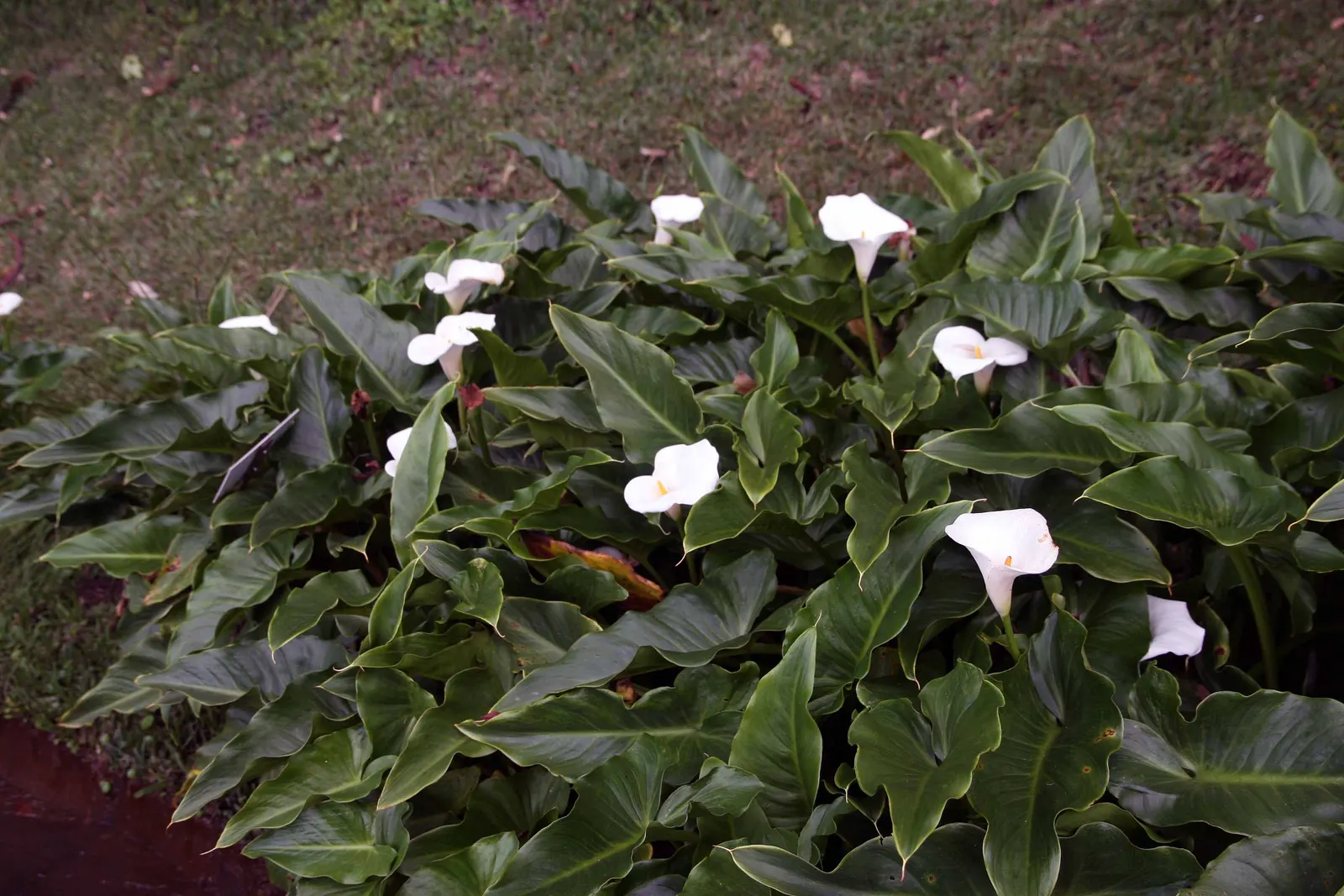 Calla Lily (Zantedeschia Aethiopica) — the Calla Lily thrives in USDA hardiness zones 8 through 10; with foliage spreading up to 1-2 feet, image 57
