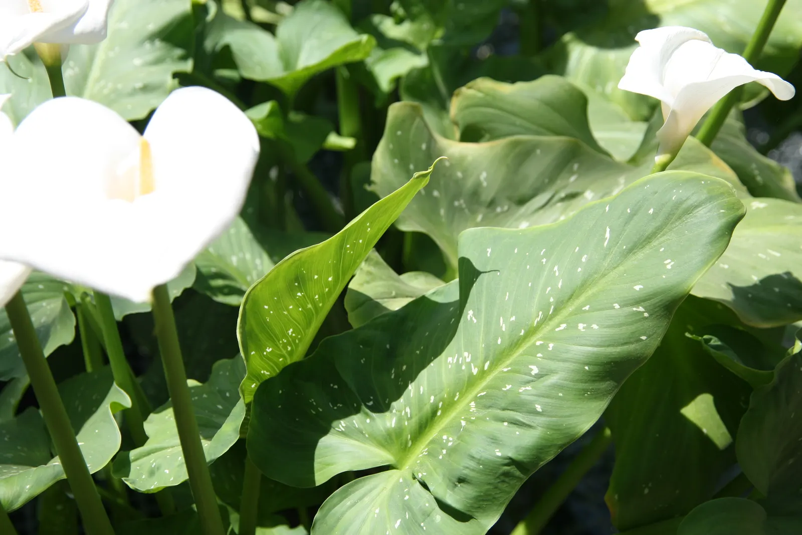 Calla Lily (Zantedeschia Aethiopica) — Typically reaching 2-3 feet in height; trumpet-shaped white spathes that enclose yellow spadices, image 96