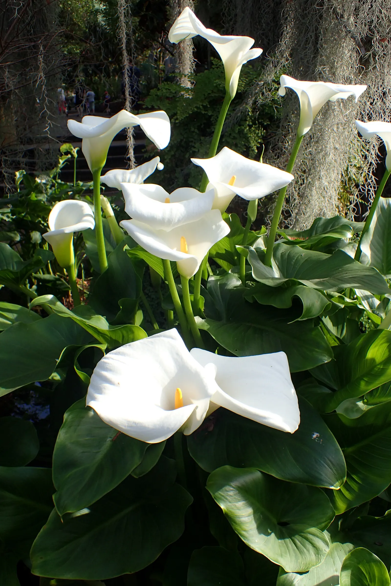 Calla Lily (Zantedeschia Aethiopica) — although hybrid varieties offer a palette ranging from yellow to pink; this graceful plant is cherished for, image 107