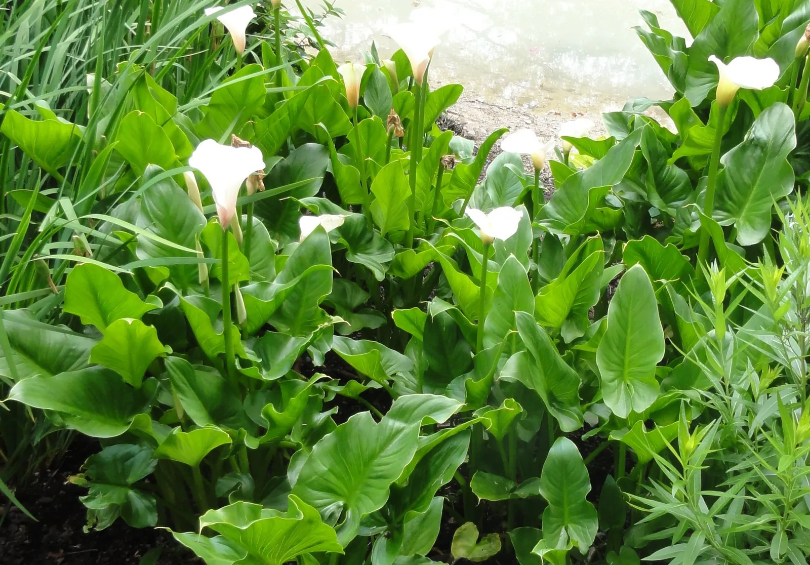 Calla Lily (Zantedeschia Aethiopica) — so caution is advised for gardens frequented by children and pets