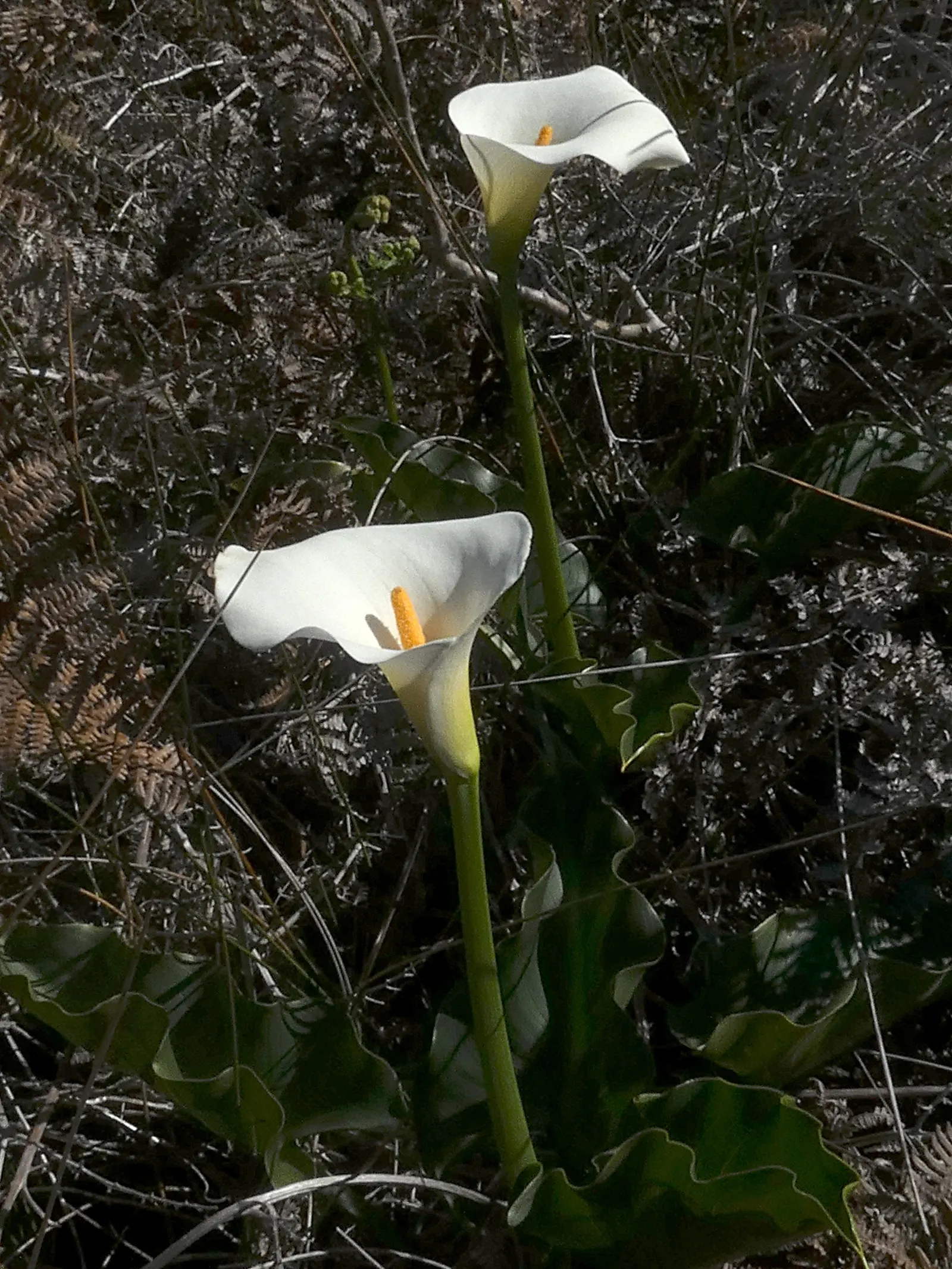 Calla Lily (Zantedeschia Aethiopica) — traditionally a crisp white; thriving in USDA Zones 8-10, it prefers moist, well-draining soil and partial, image 83