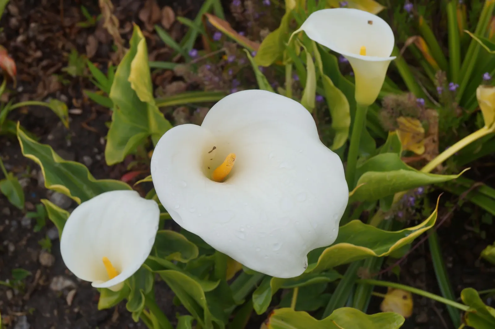 Calla Lily (Zantedeschia Aethiopica) — Thriving in USDA Zones 8-10, it prefers moist, well-draining soil and partial sun; this plant is not only visually