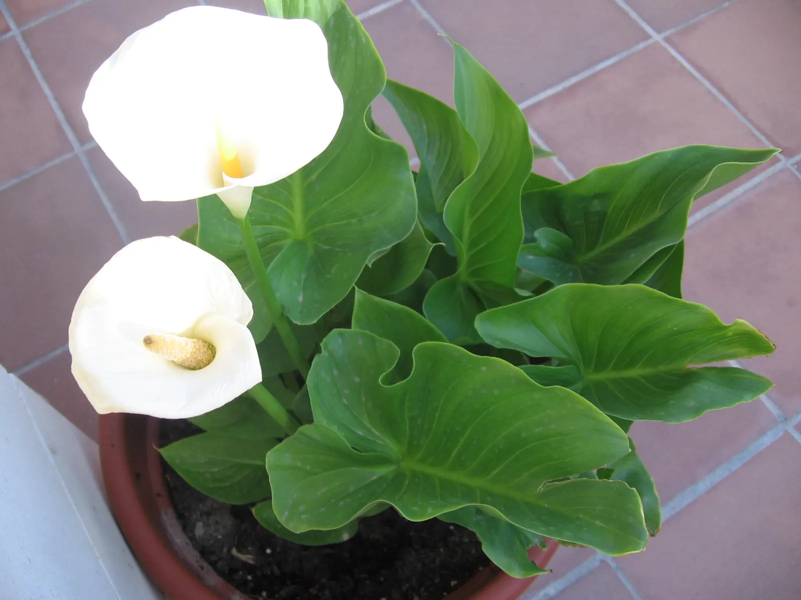Calla Lily (Zantedeschia Aethiopica) — rhizomatous plant that adds a touch of elegance and sculptural beauty to any landscape design