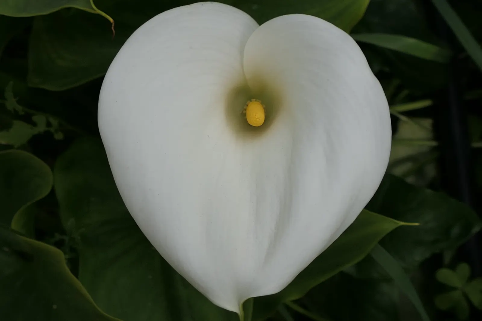 Calla Lily (Zantedeschia Aethiopica) — Typically reaching 2-3 feet in height; trumpet-shaped white spathes that enclose yellow spadices, image 73