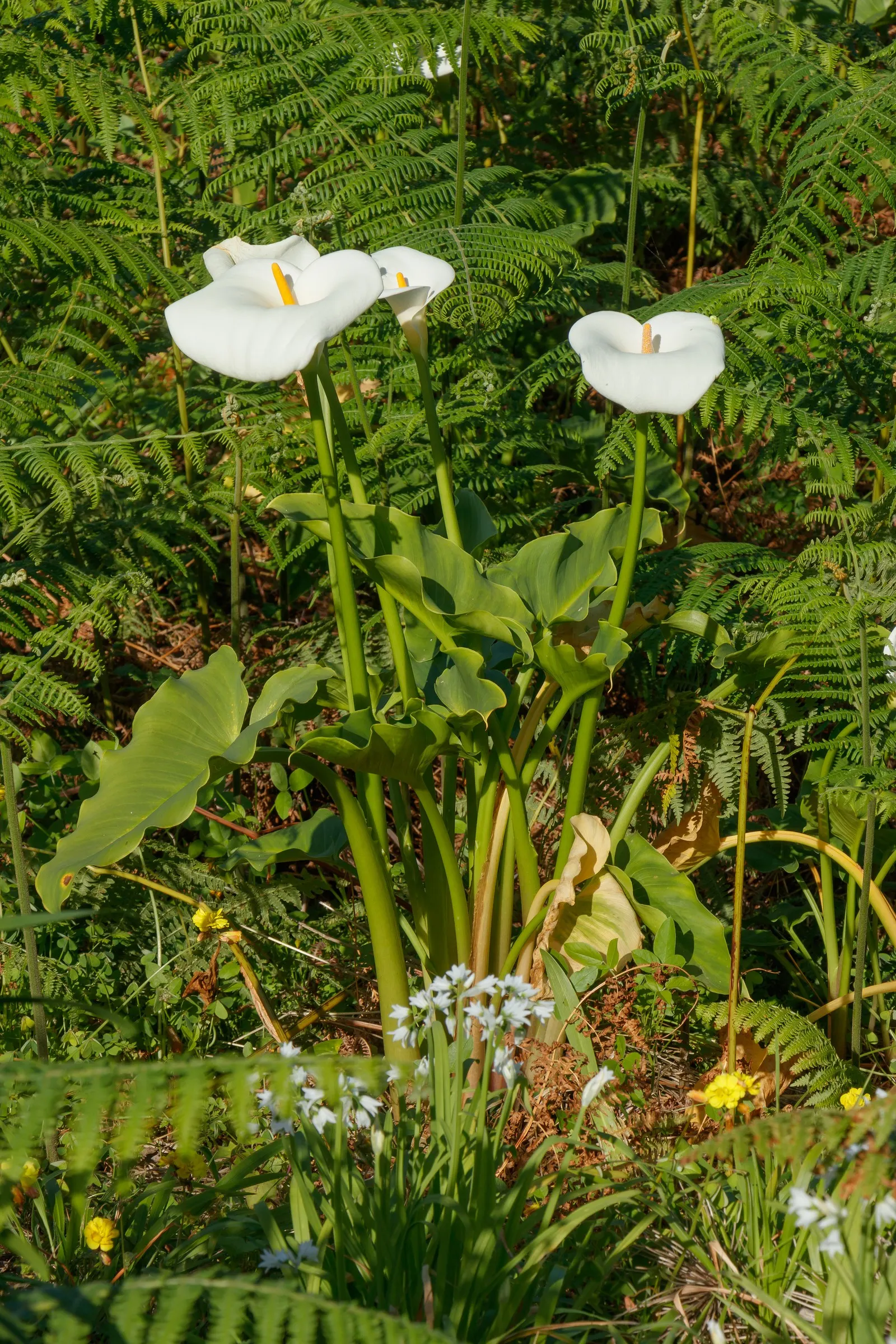 Calla Lily (Zantedeschia Aethiopica) — perennial with white blooms; an area with morning sunlight and afternoon shade is optimal, image 68