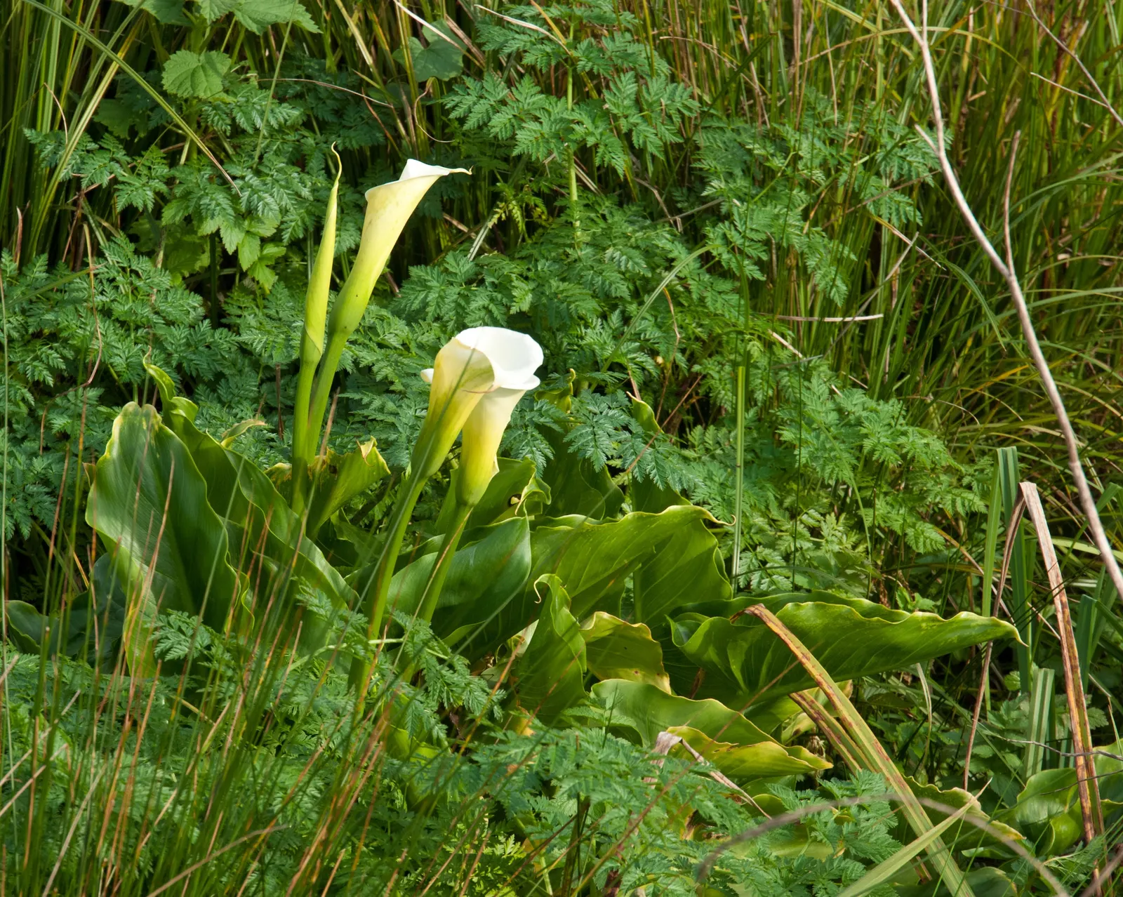 Calla Lily (Zantedeschia Aethiopica) — Thriving in USDA Zones 8-10, it prefers moist, well-draining soil and partial sun; this plant is not only, image 72