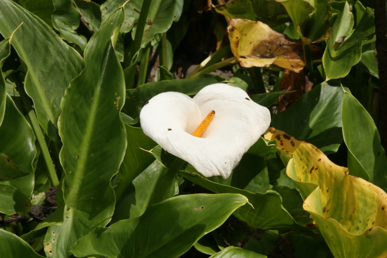 Calla Lily (Zantedeschia Aethiopica) — Thriving in USDA Zones 8-10, it prefers moist, well-draining soil and partial sun; this plant is not only, image 95