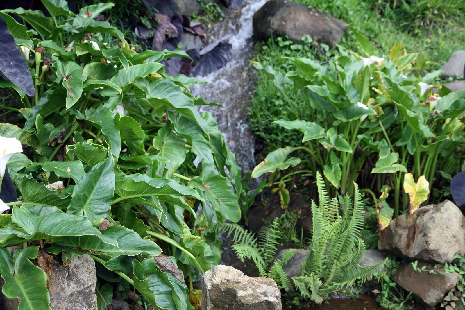 Calla Lily (Zantedeschia Aethiopica) — Blooming primarily in late spring to midsummer