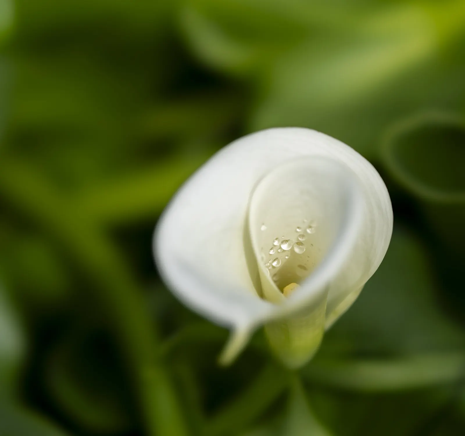 Calla Lily (Zantedeschia Aethiopica) — The Calla Lily (Zantedeschia aethiopica) is an eye-catching perennial showcasing elegant; typically reaching, image 93