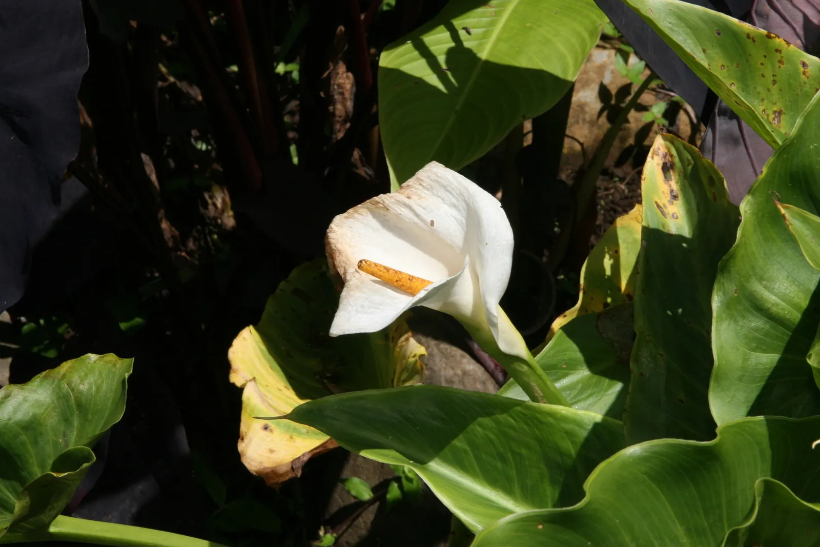Calla Lily (Zantedeschia Aethiopica) — It prefers full sun to partial shade and consistently moist, well-drained soil, rich in organic matter, image 104