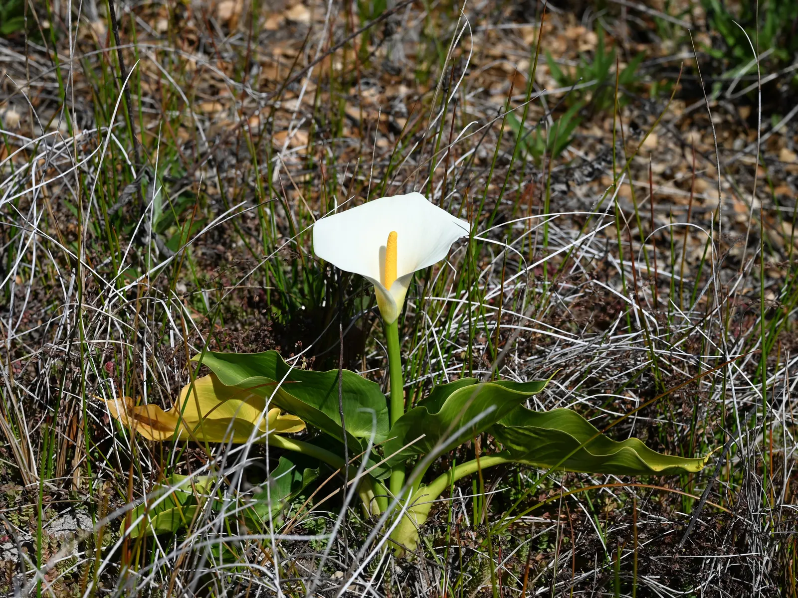 Calla Lily (Zantedeschia Aethiopica) — perennial for full or half or shade; so caution is advised for gardens frequented by children and pets