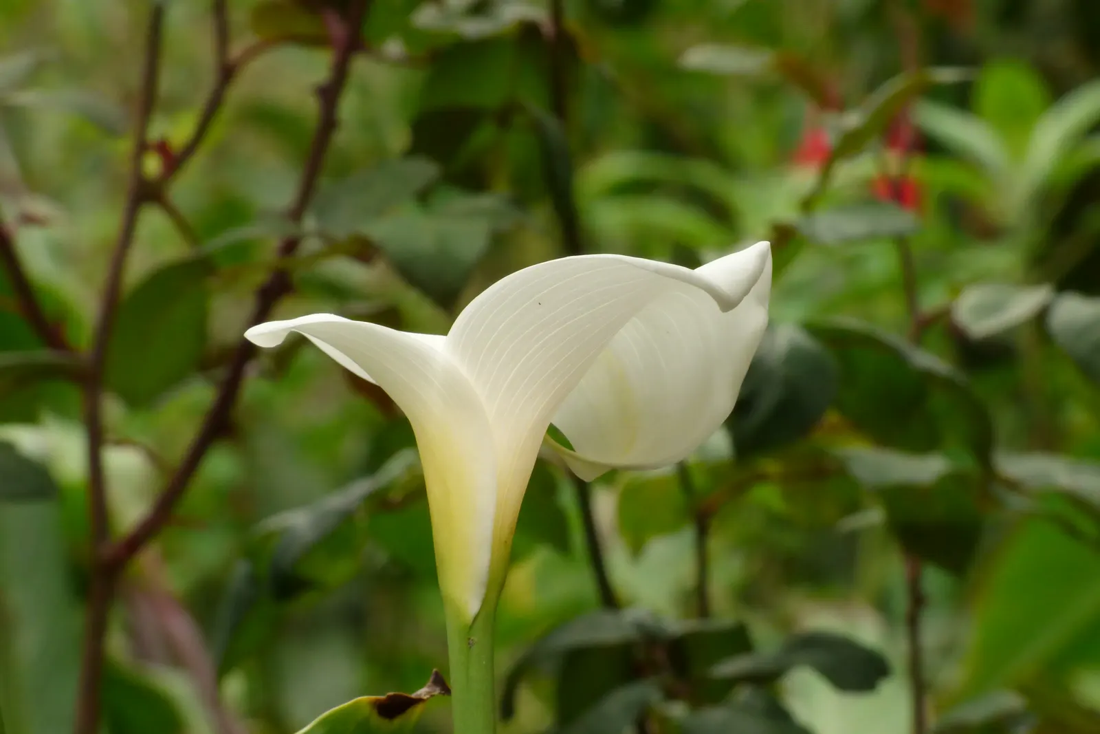 Calla Lily (Zantedeschia Aethiopica) — The Calla Lily (Zantedeschia aethiopica) is an eye-catching perennial showcasing elegant; typically reaching 2-3 feet in