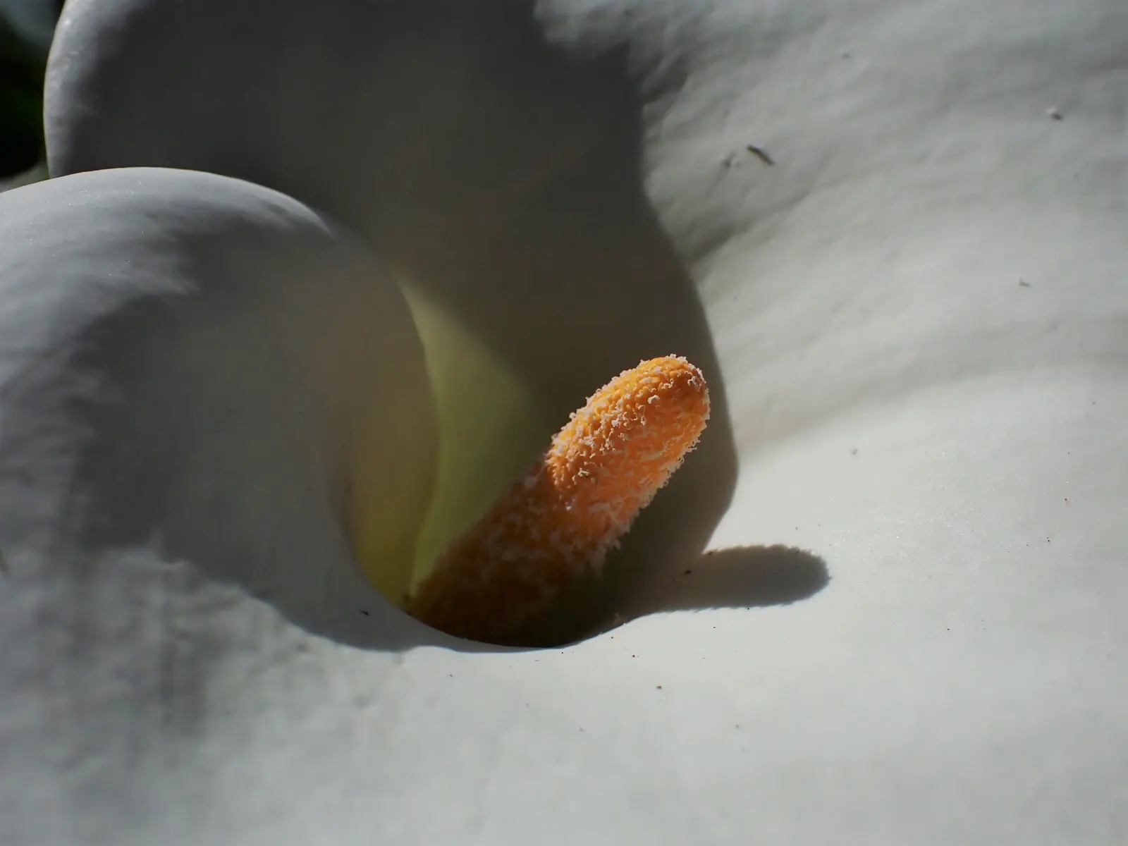 Calla Lily (Zantedeschia Aethiopica) — with foliage spreading up to 1-2 feet; rhizomatous plant that adds a touch of elegance and sculptural beauty to any