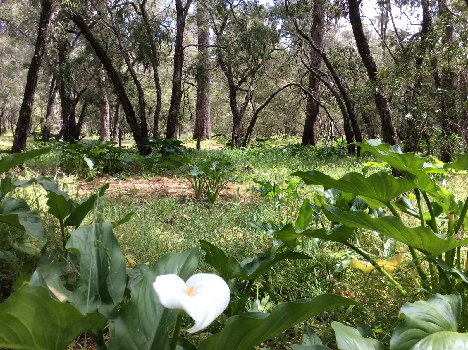 Calla Lily (Zantedeschia Aethiopica) — Thriving in USDA Zones 8-10, it prefers moist, well-draining soil and partial sun; this plant is not only, image 49