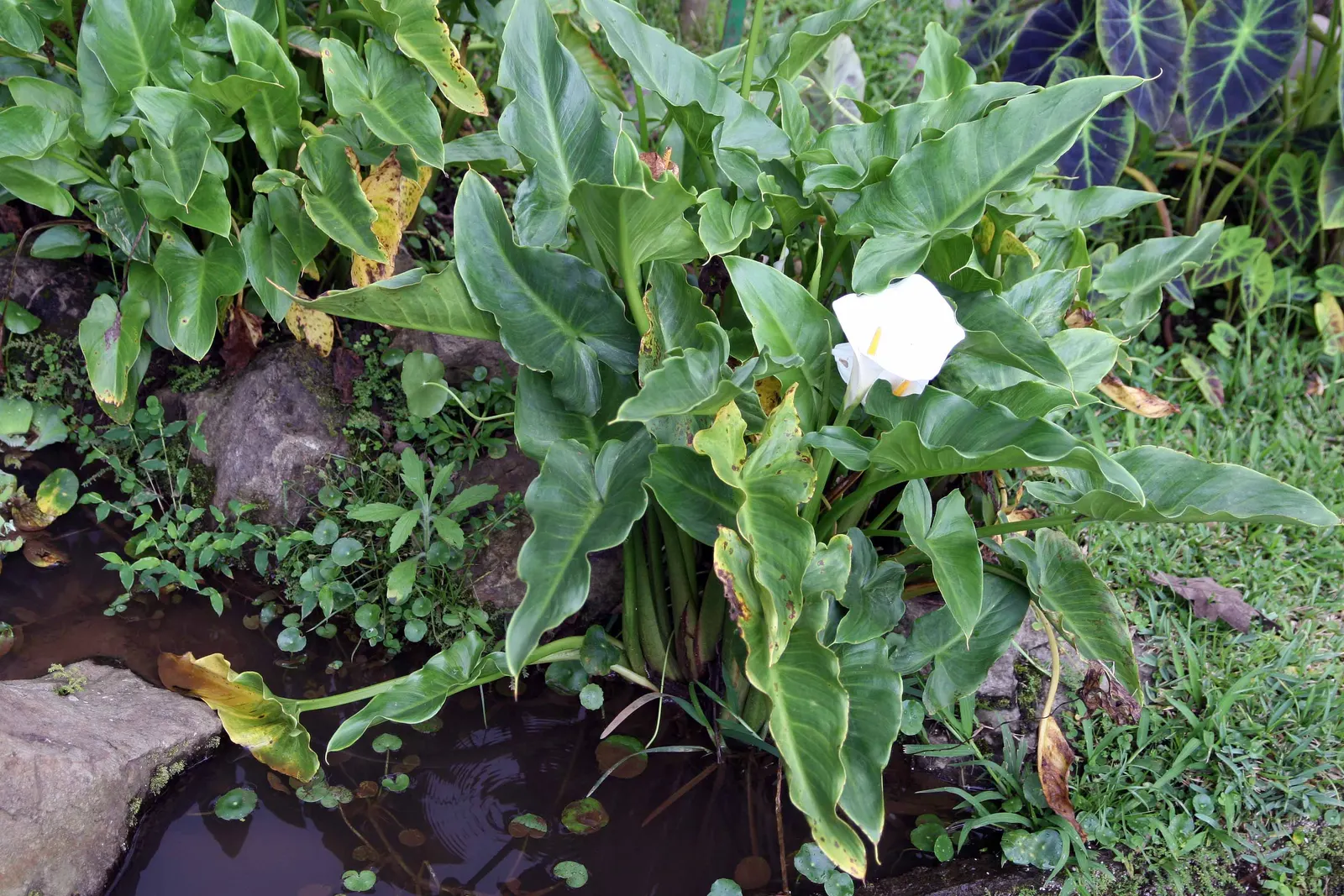Calla Lily (Zantedeschia Aethiopica) — It prefers full sun to partial shade and consistently moist, well-drained soil, rich in organic matter, image 35