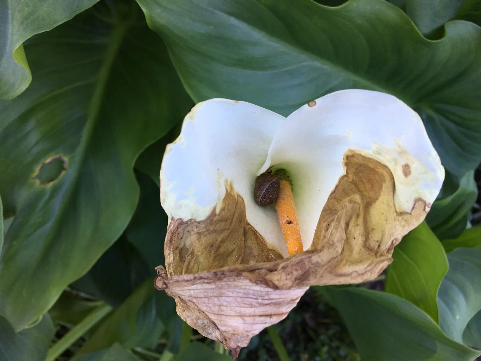 Calla Lily (Zantedeschia Aethiopica) — The Calla Lily (Zantedeschia aethiopica) is an eye-catching perennial showcasing elegant; typically reaching, image 47