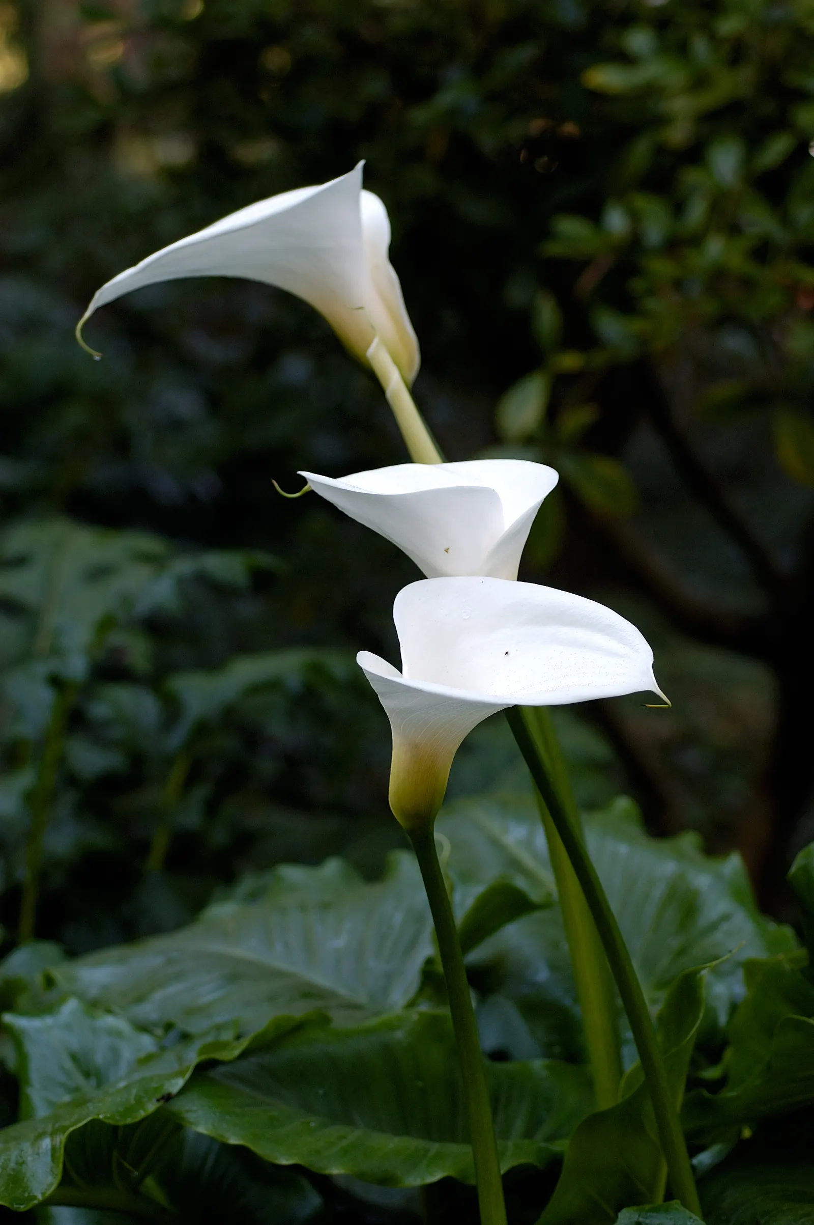Calla Lily (Zantedeschia Aethiopica) — this graceful plant is cherished for its lush foliage and iconic; white flowers in the garden, image 56