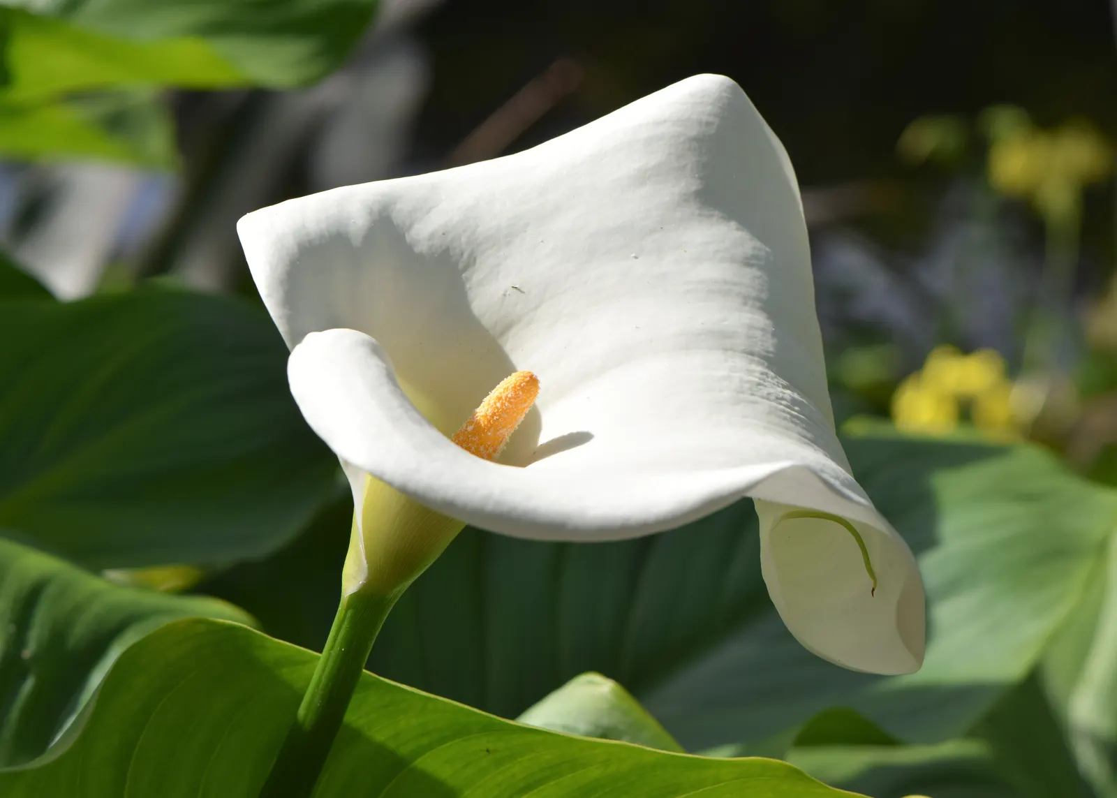 Calla Lily (Zantedeschia Aethiopica) — although hybrid varieties offer a palette ranging from yellow to pink