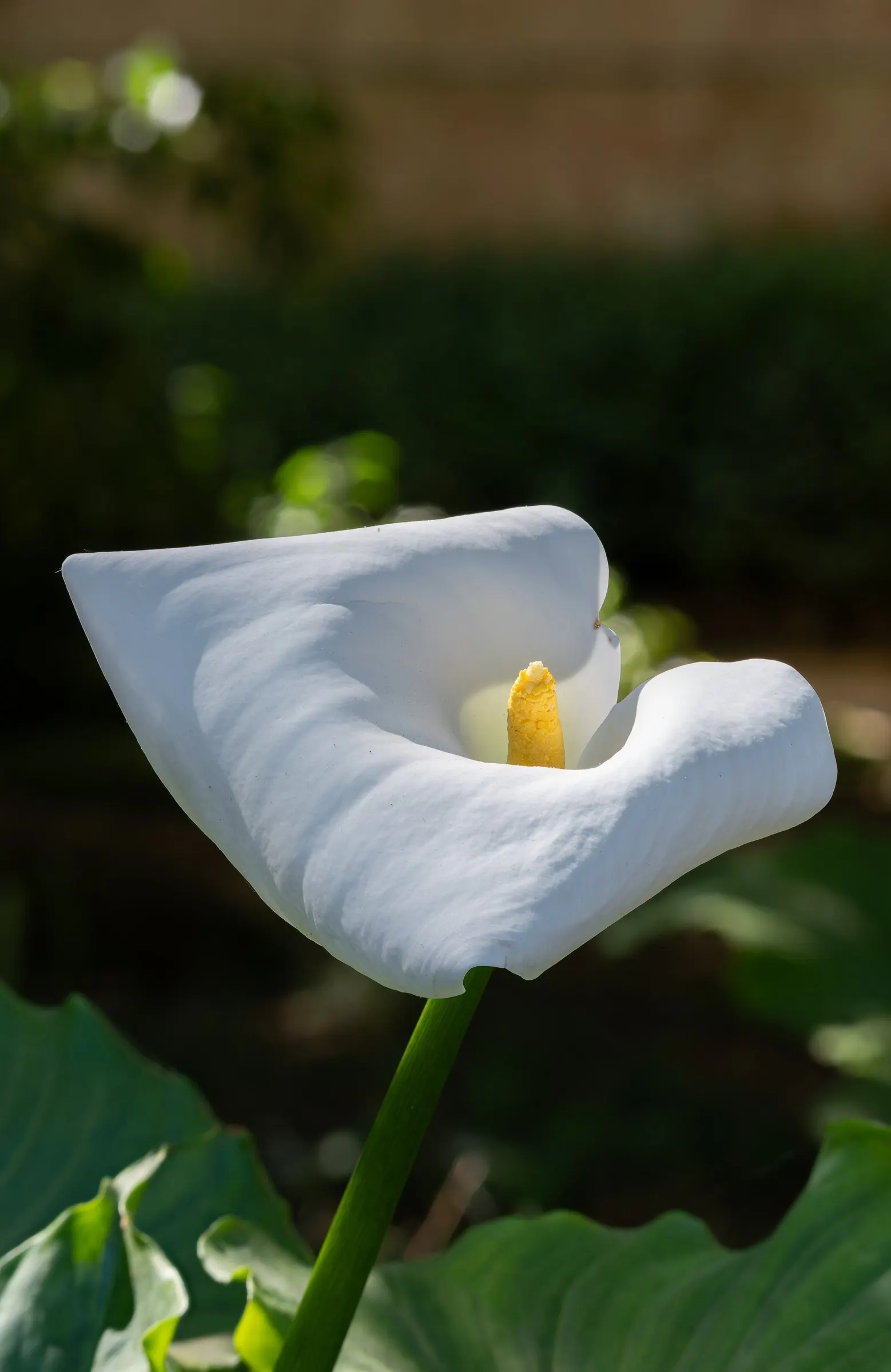 Calla Lily (Zantedeschia Aethiopica) — this exquisite plant adds a sophisticated touch to any water garden or floral border; blooming primarily in, image 98