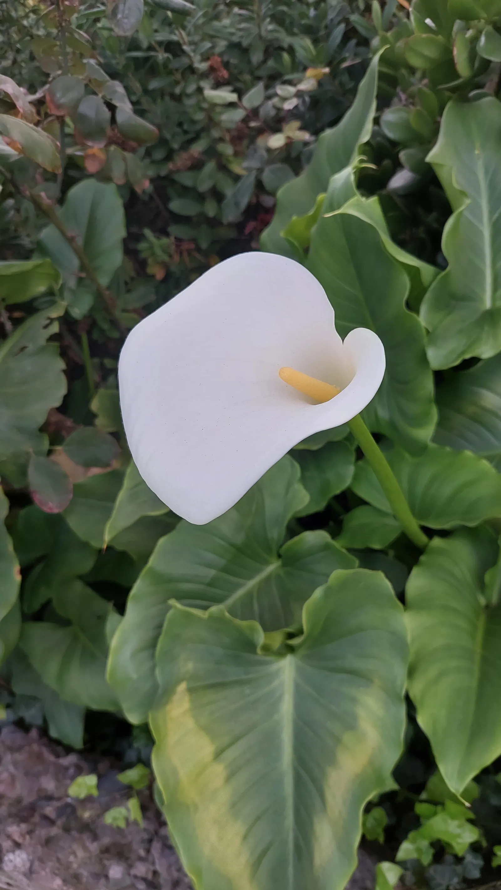 Calla Lily (Zantedeschia Aethiopica) — Note that all parts of the Calla Lily are toxic if ingested; although hybrid varieties offer a palette, image 65